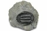 Detailed Hollardops Trilobite Fossil - Ofaten, Morocco #310574-3